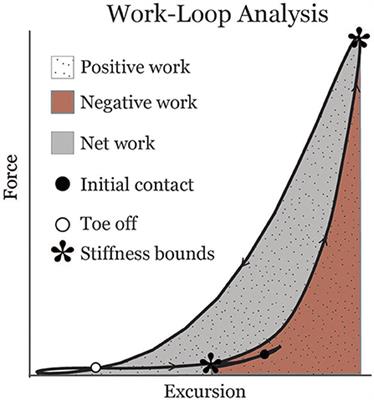 Shear Wave Tensiometry Reveals an Age-Related Deficit in Triceps Surae Work at Slow and Fast Walking Speeds